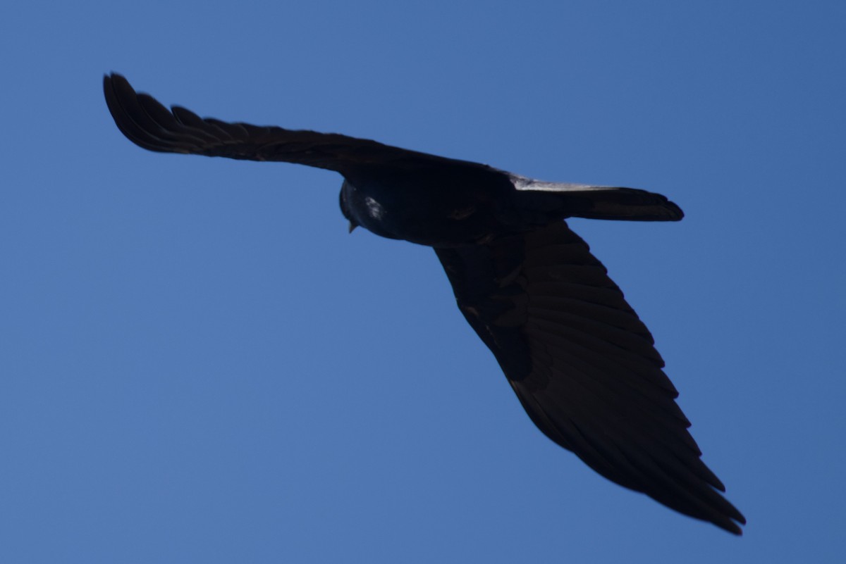 Sinaloa Crow - ML647666755