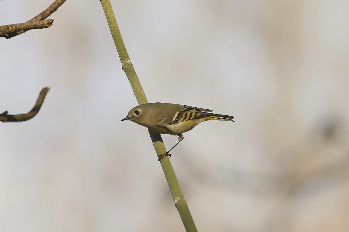 Ruby-crowned Kinglet - ML647666761