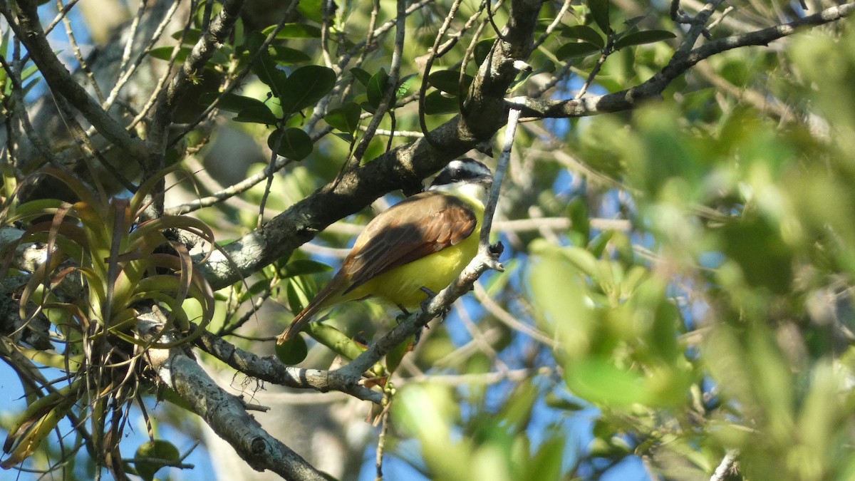 Great Kiskadee - ML647666763
