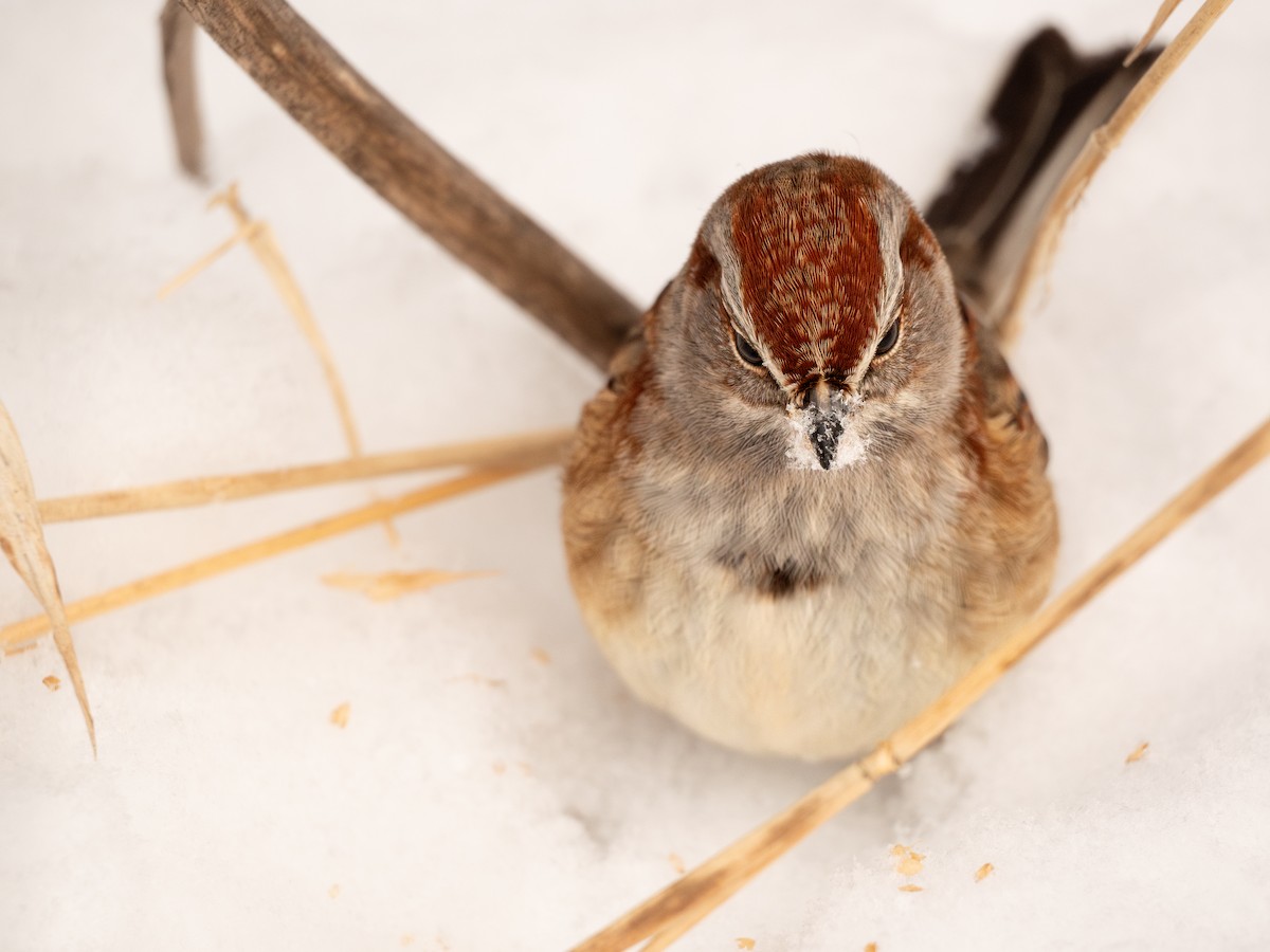 American Tree Sparrow - ML647666764