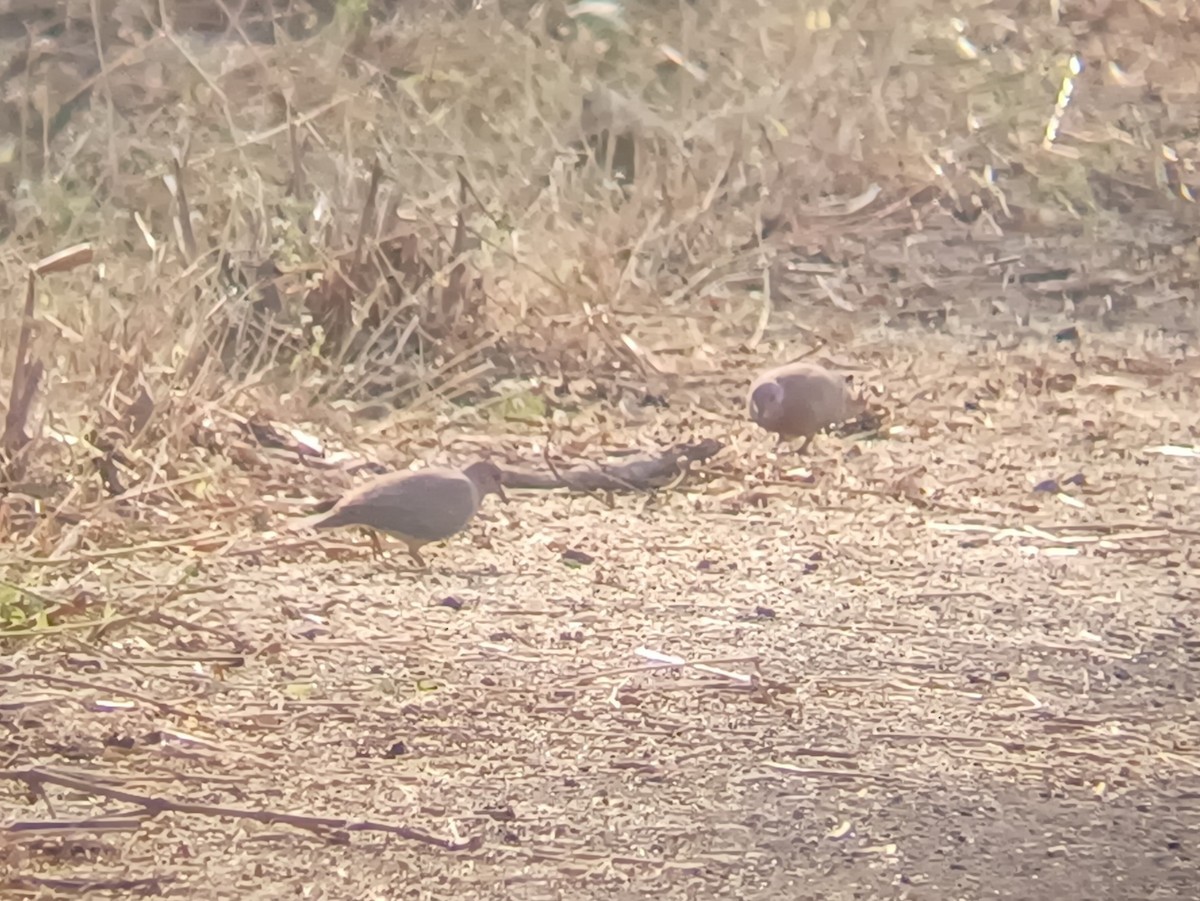 Laughing Dove - ML647666765