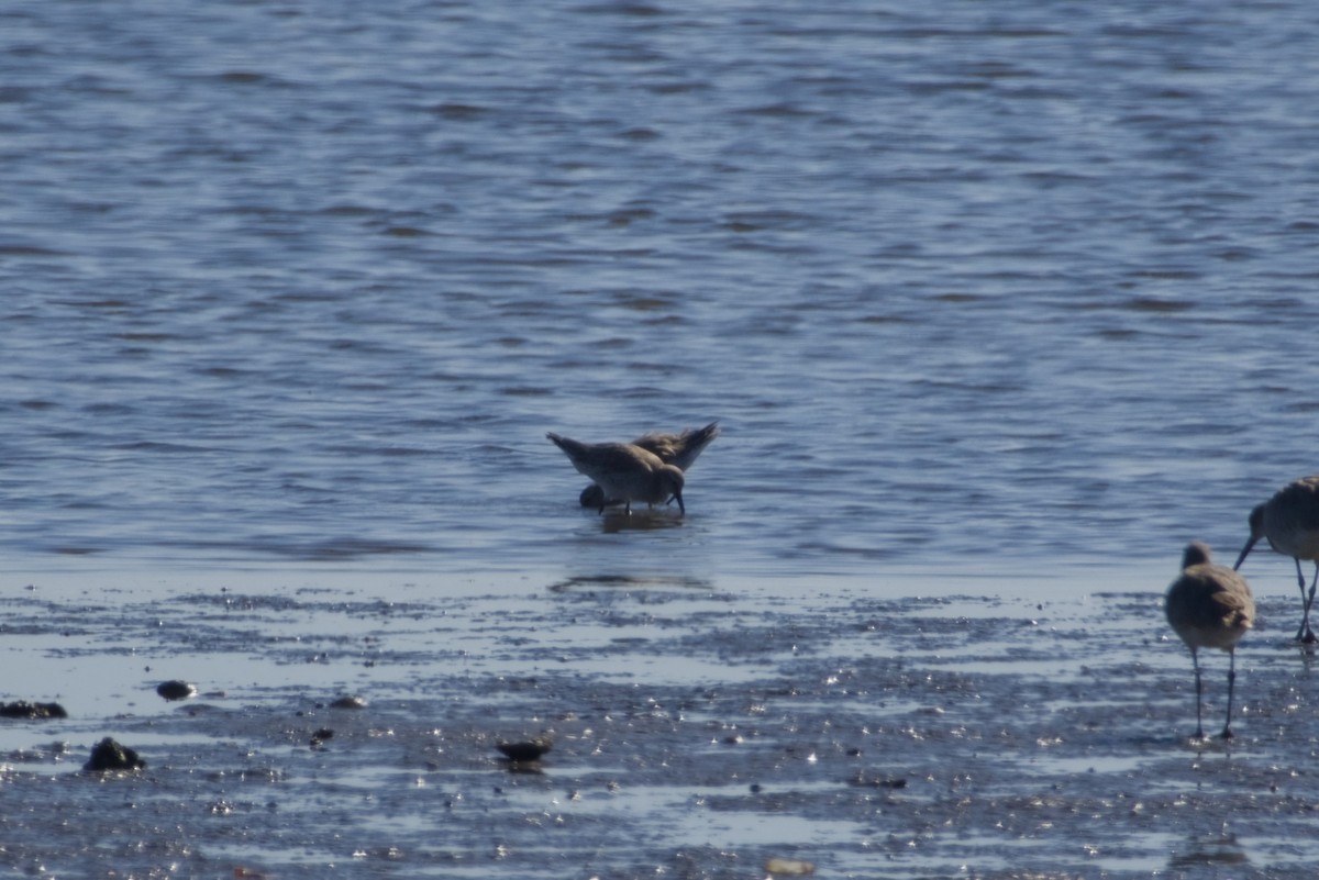 Red Knot - ML647666766