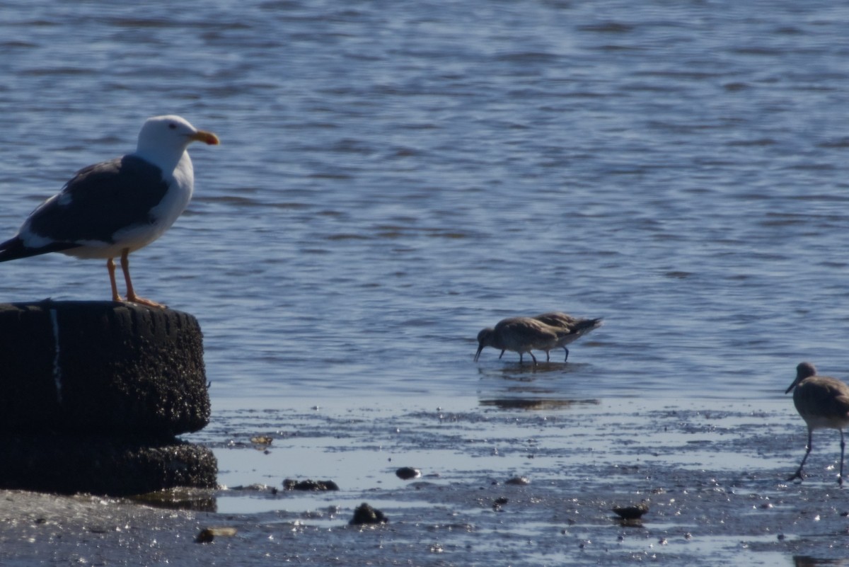 Red Knot - ML647666767