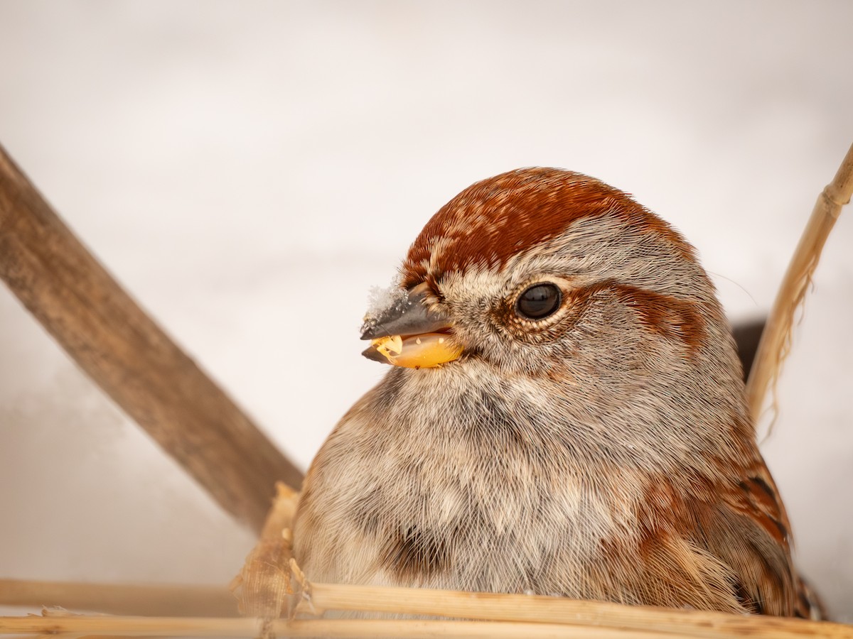 American Tree Sparrow - ML647666768