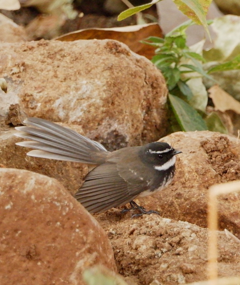 Spot-breasted Fantail - ML647666770