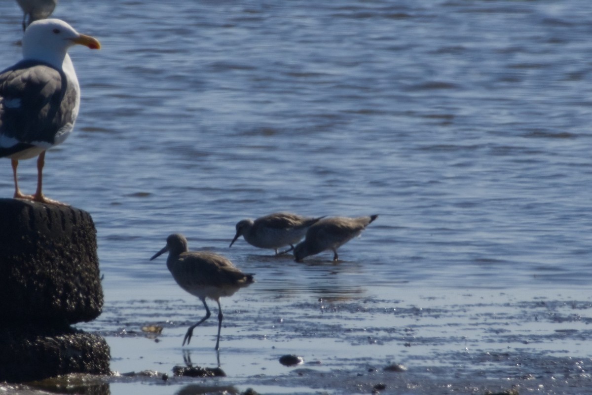 Bécasseau maubèche - ML647666807