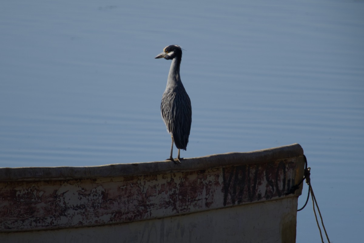 kvakoš žlutočelý - ML647666815