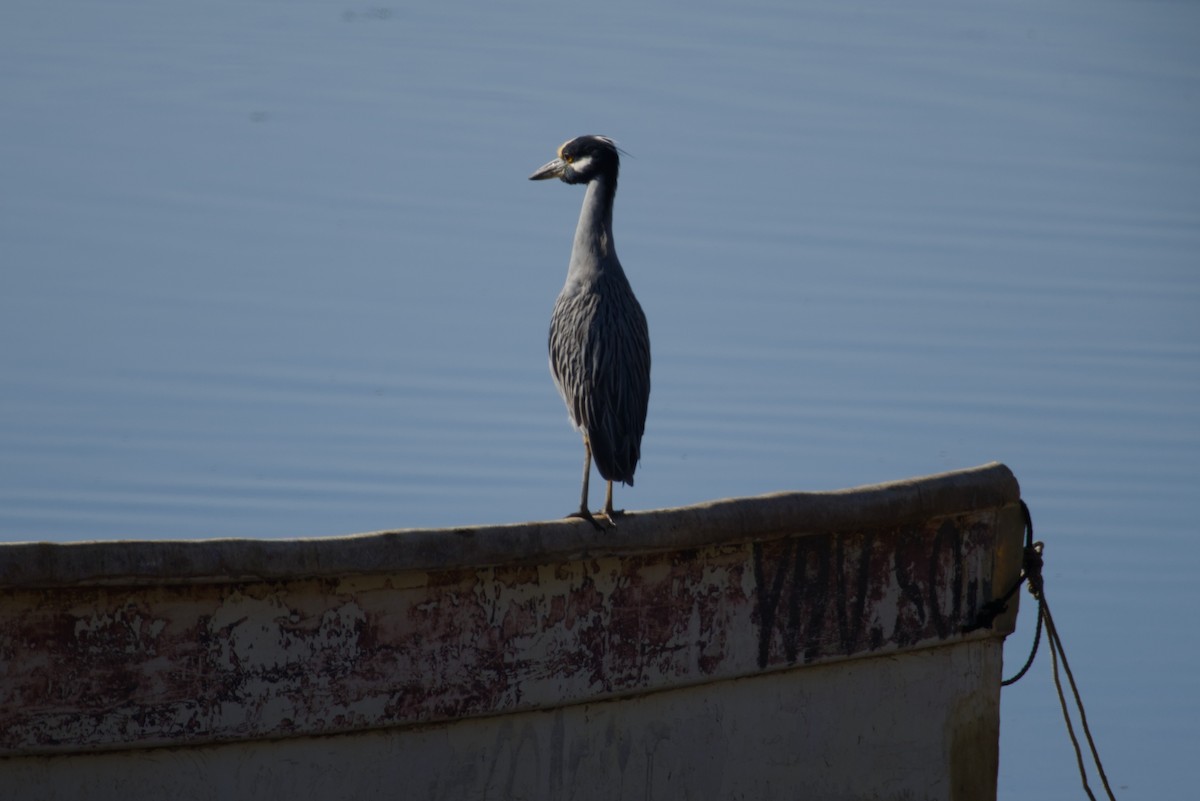 kvakoš žlutočelý - ML647666816