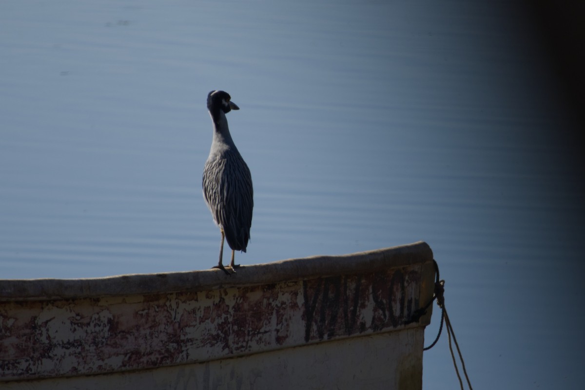 kvakoš žlutočelý - ML647666817