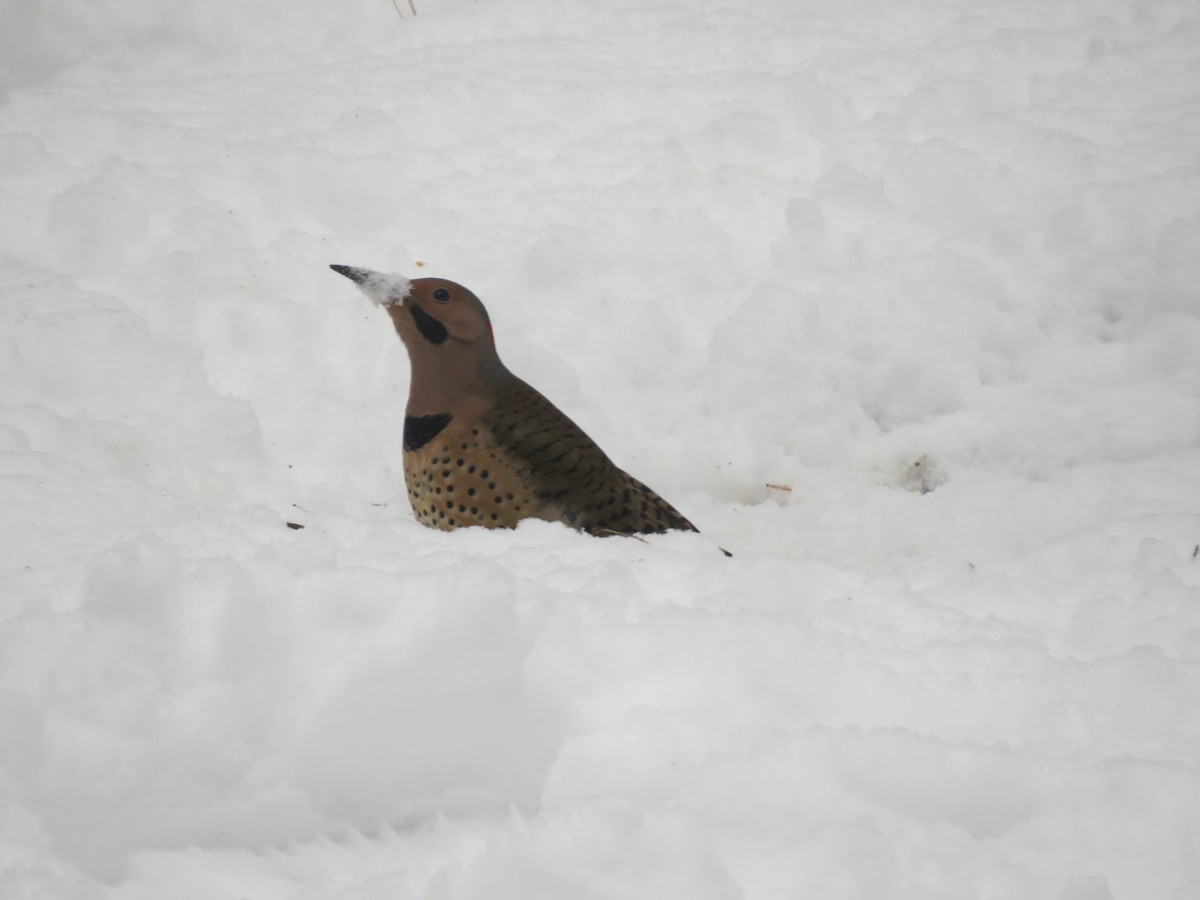 Altın Ağaçkakan (auratus/luteus) - ML647666820