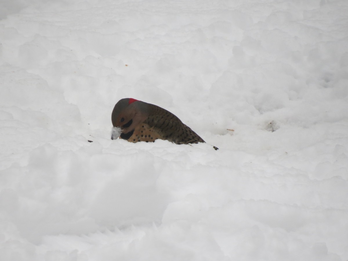 Altın Ağaçkakan (auratus/luteus) - ML647666821