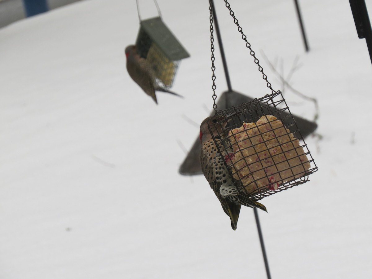 Altın Ağaçkakan (auratus/luteus) - ML647666823