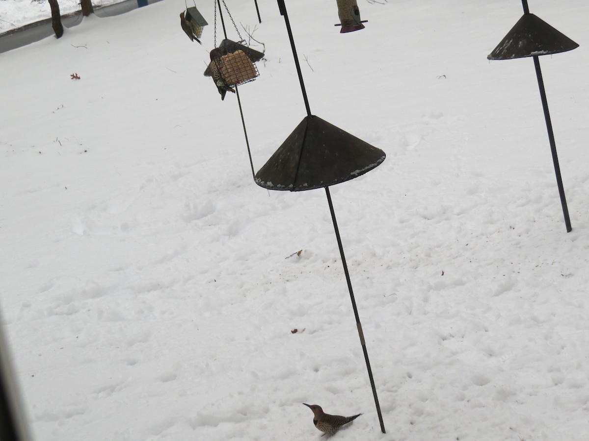 Altın Ağaçkakan (auratus/luteus) - ML647666824