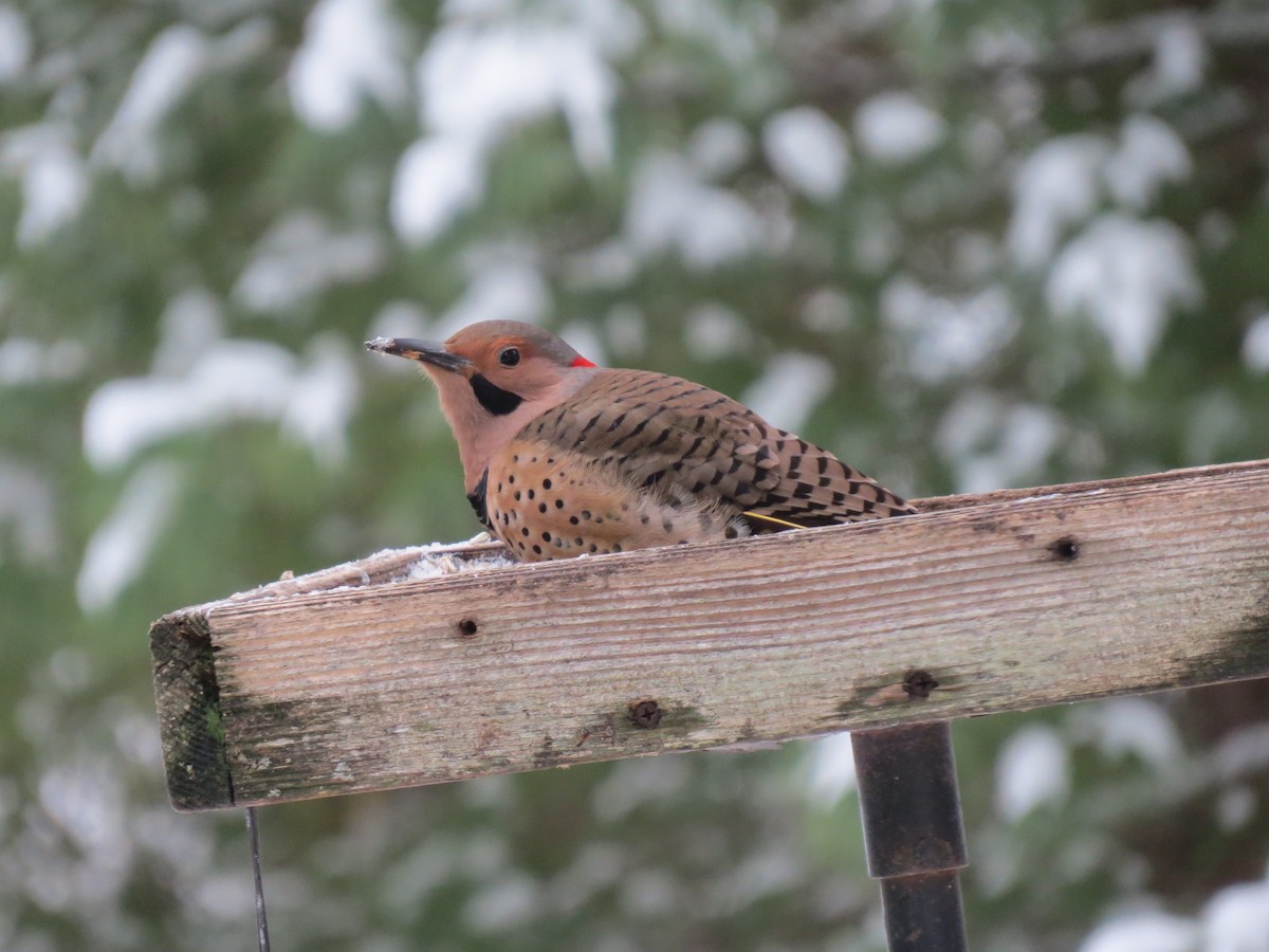 Altın Ağaçkakan (auratus/luteus) - ML647666825