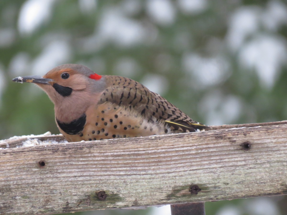Altın Ağaçkakan (auratus/luteus) - ML647666826