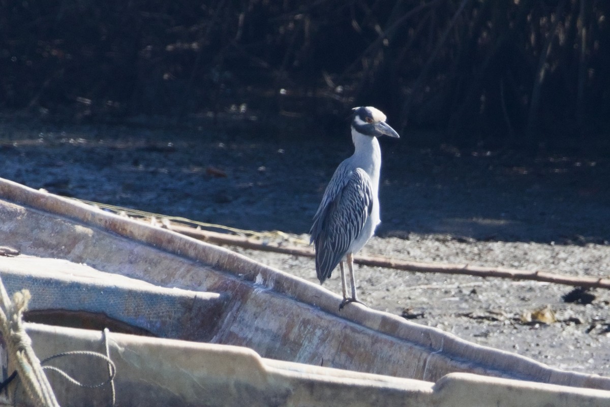 kvakoš žlutočelý - ML647666827