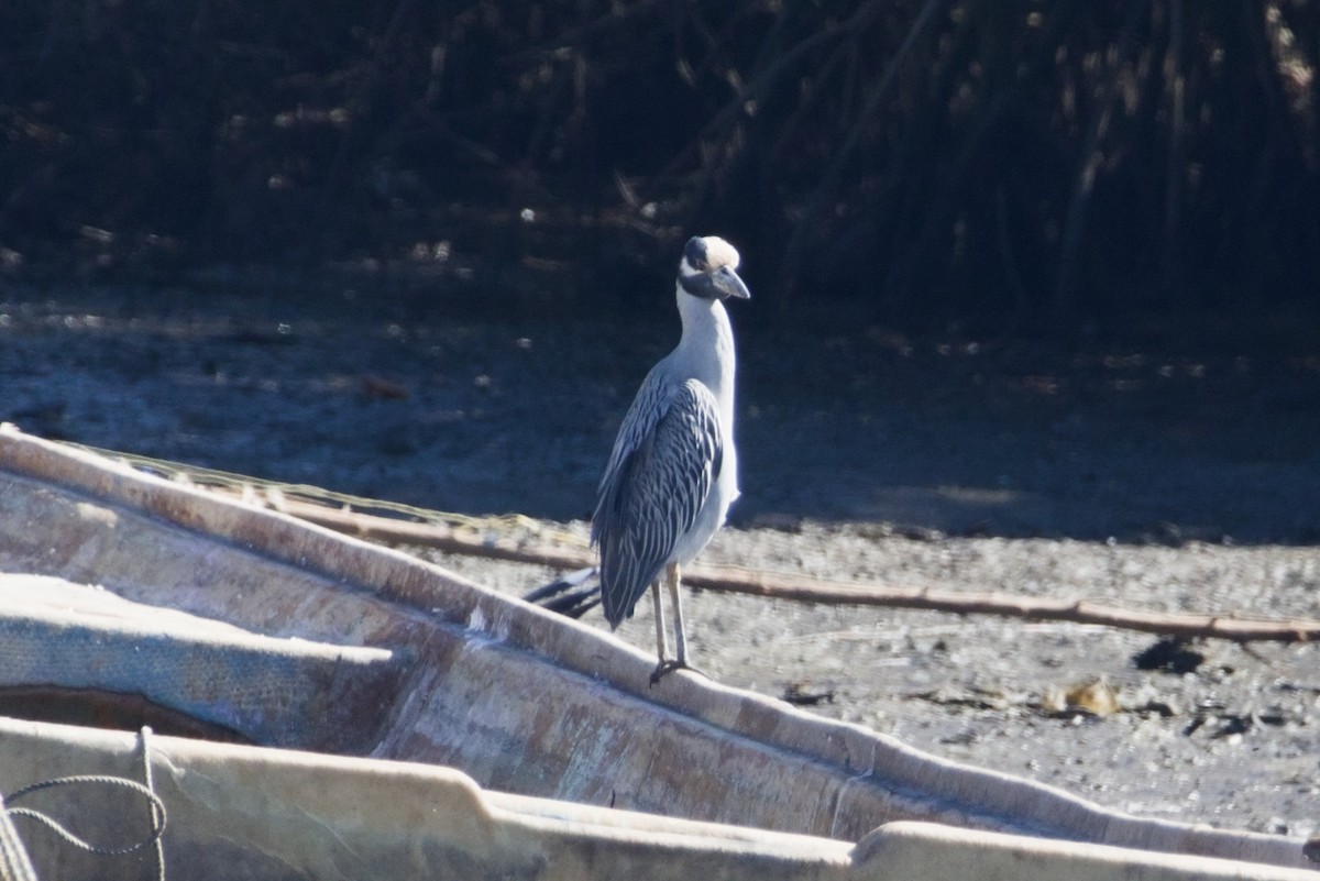 kvakoš žlutočelý - ML647666828