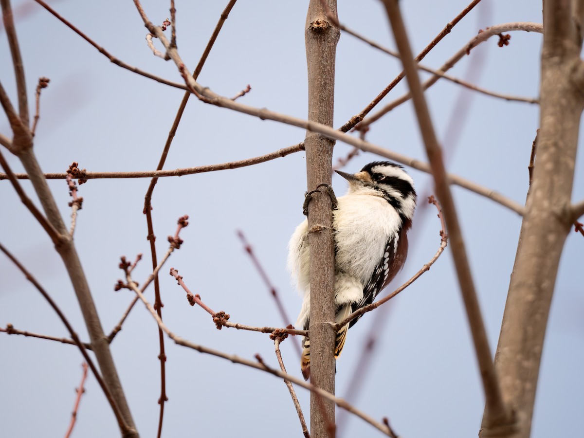 Downy Woodpecker - ML647666831