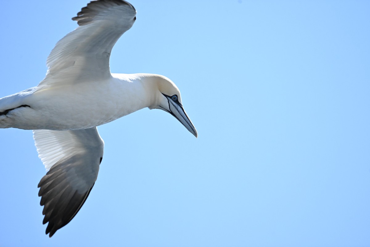 סולה מצויה - ML647666832