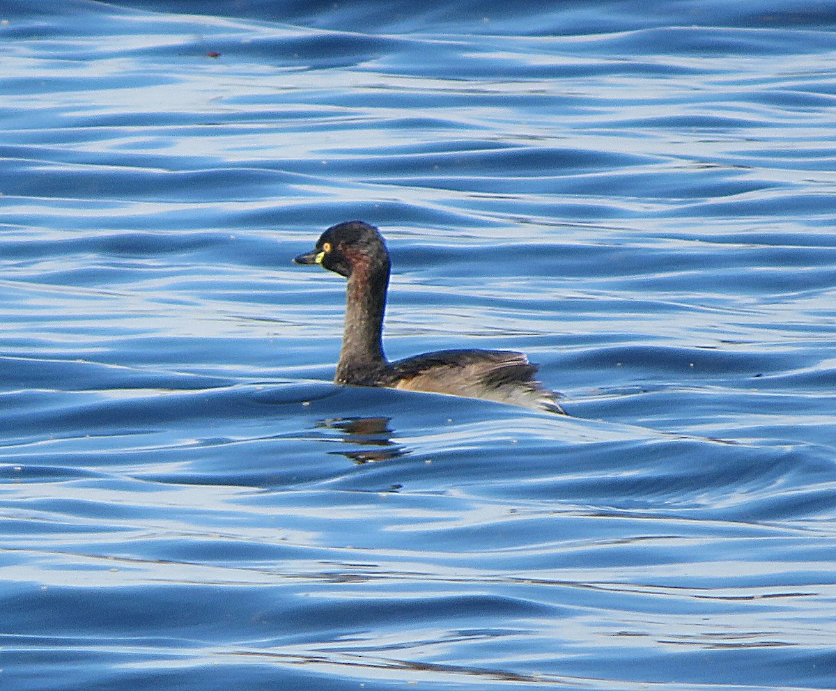 Australasian Grebe - ML647666837