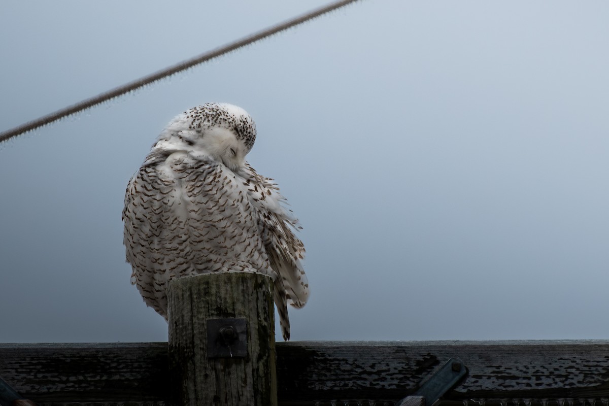 Snowy Owl - ML647666863