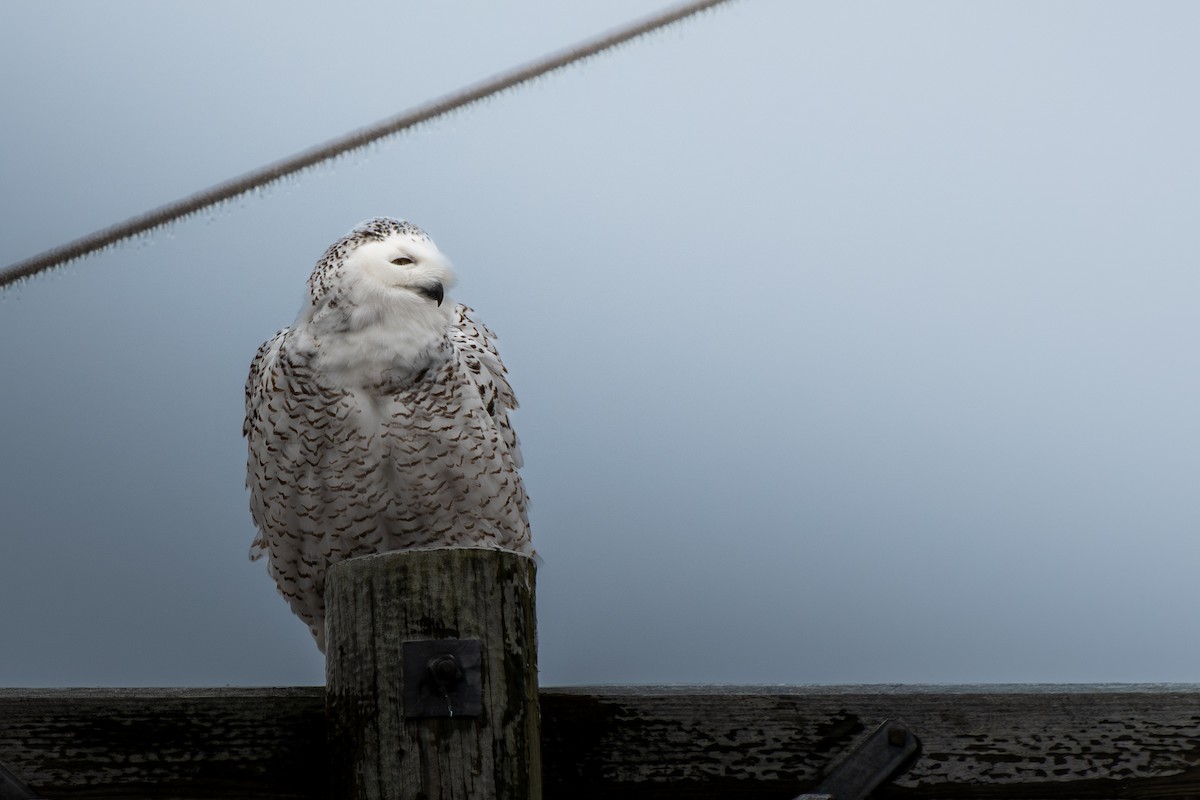 Snowy Owl - ML647666864