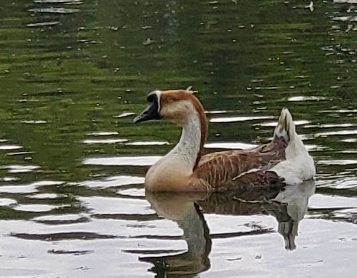 Гуска китайська (свійська) - ML647666866