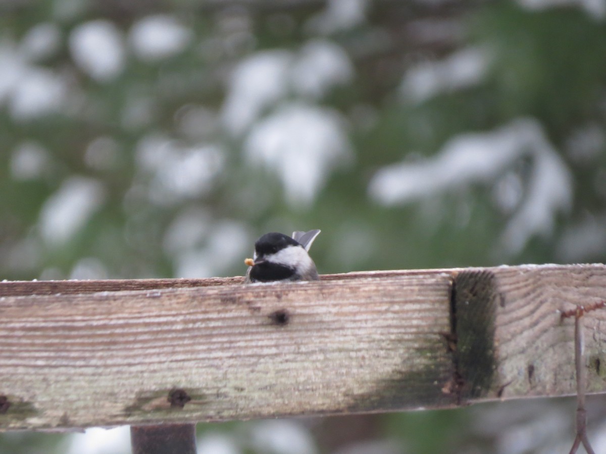 Black-capped Chickadee - ML647666867