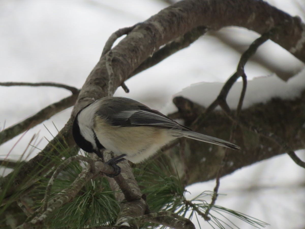 Black-capped Chickadee - ML647666868