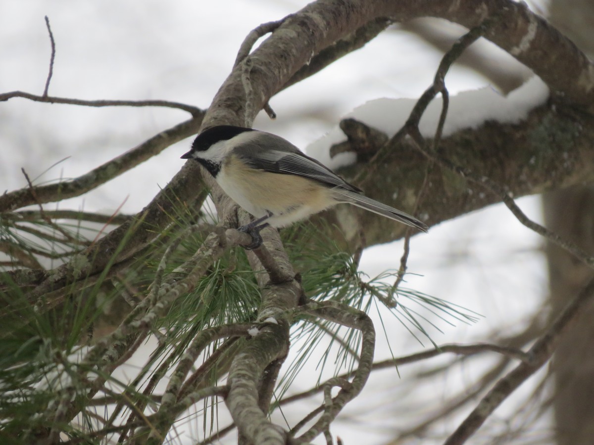 Black-capped Chickadee - ML647666869