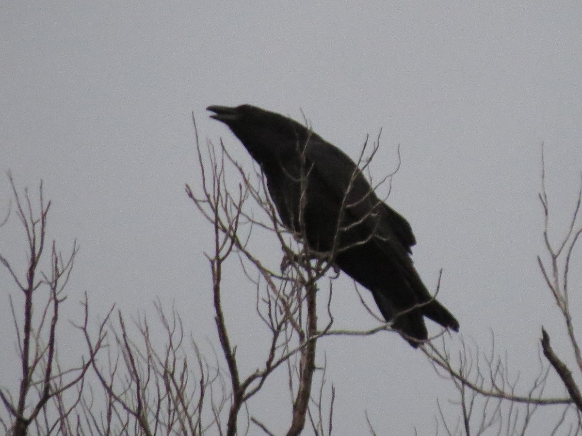 Common Raven - ML647666874