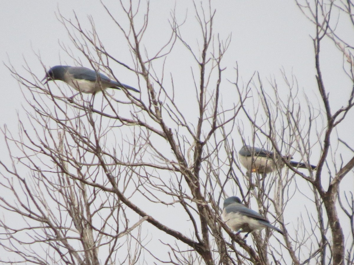 Mexican Jay - ML647666882