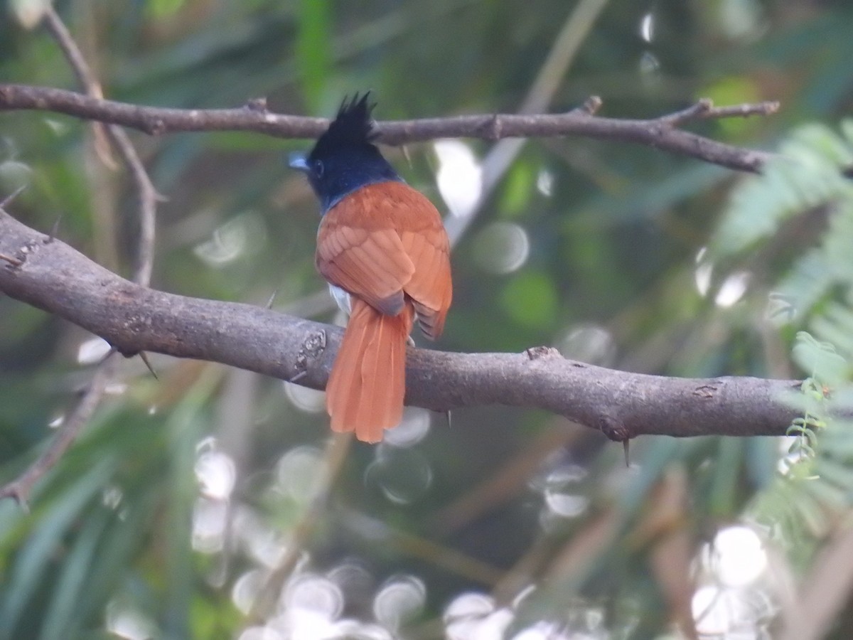 Indian Paradise-Flycatcher - ML647666900