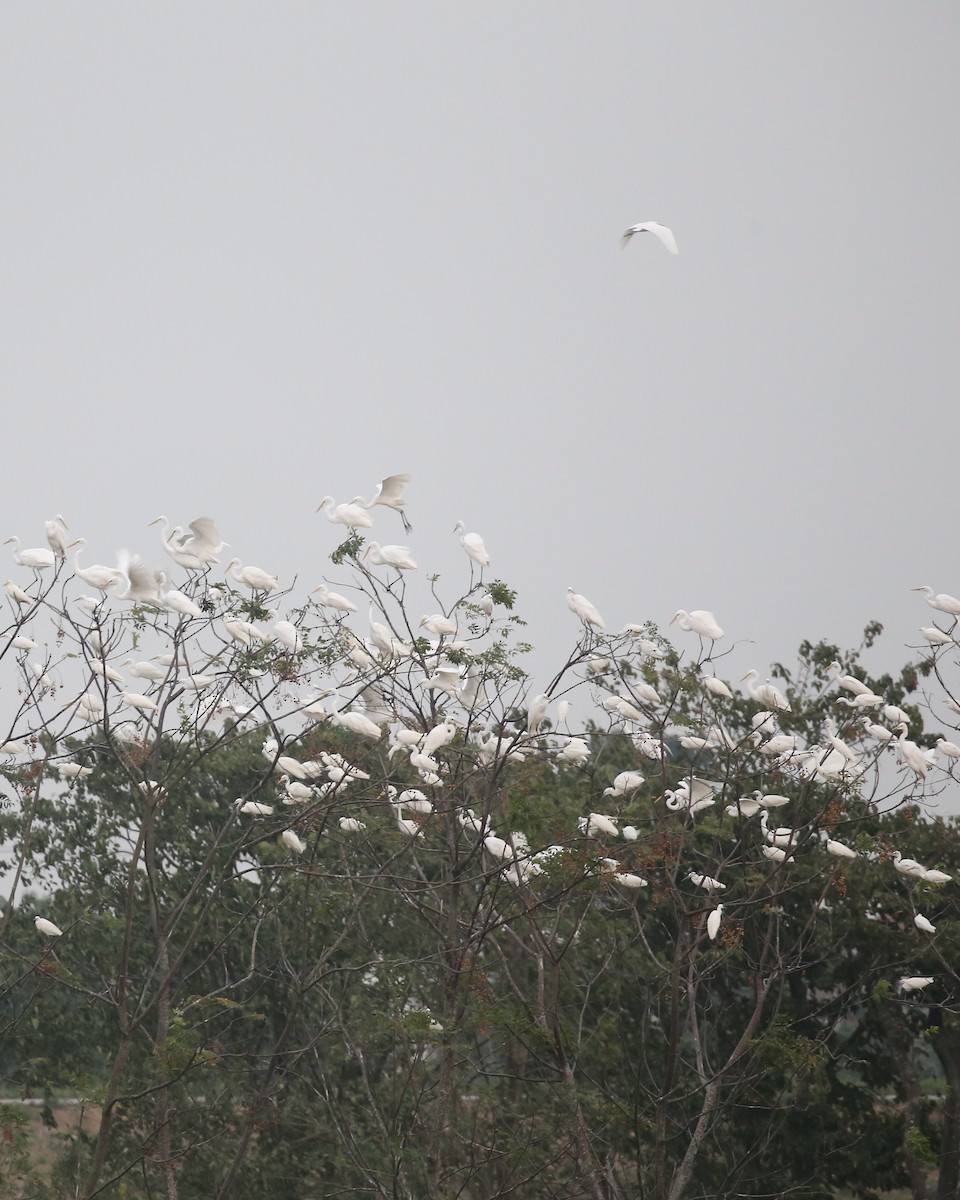 Little Egret - ML647666928