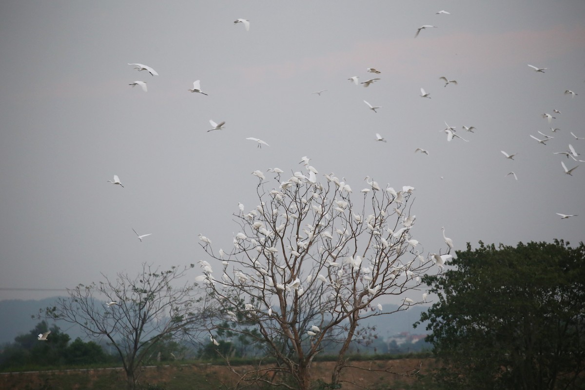 Little Egret - ML647666929