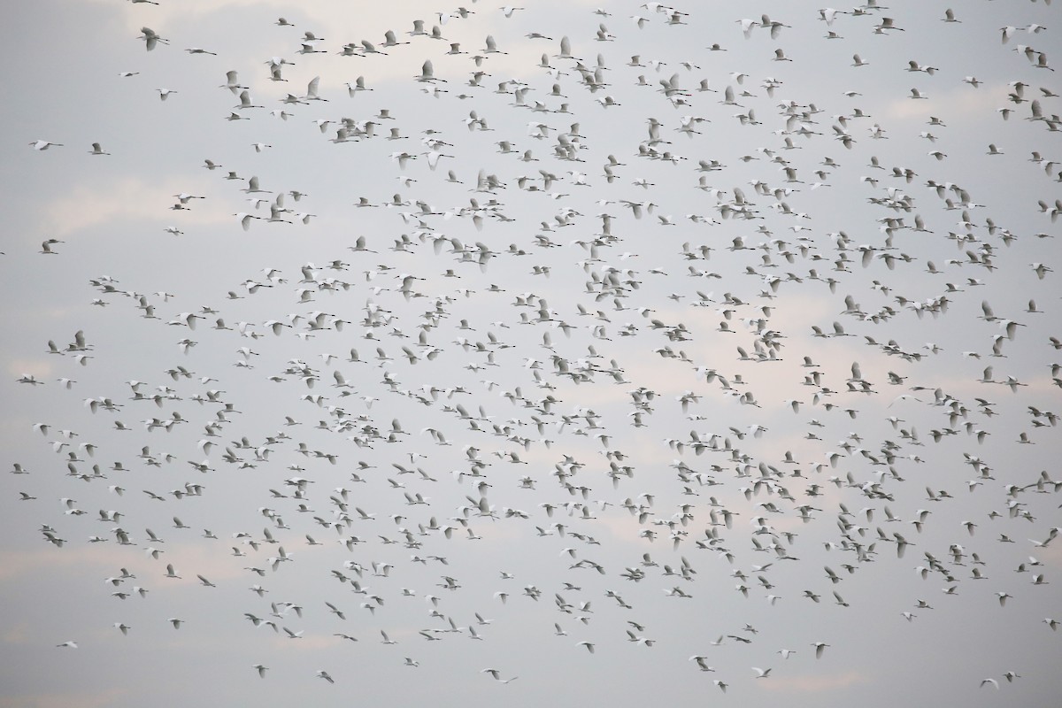 Little Egret - ML647666930