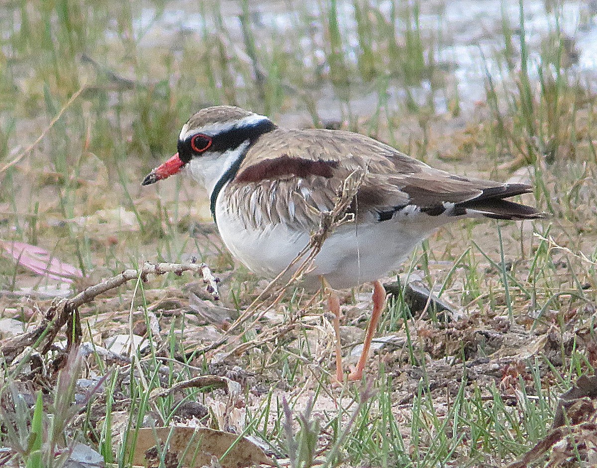 Black-fronted Dotterel - ML647666931