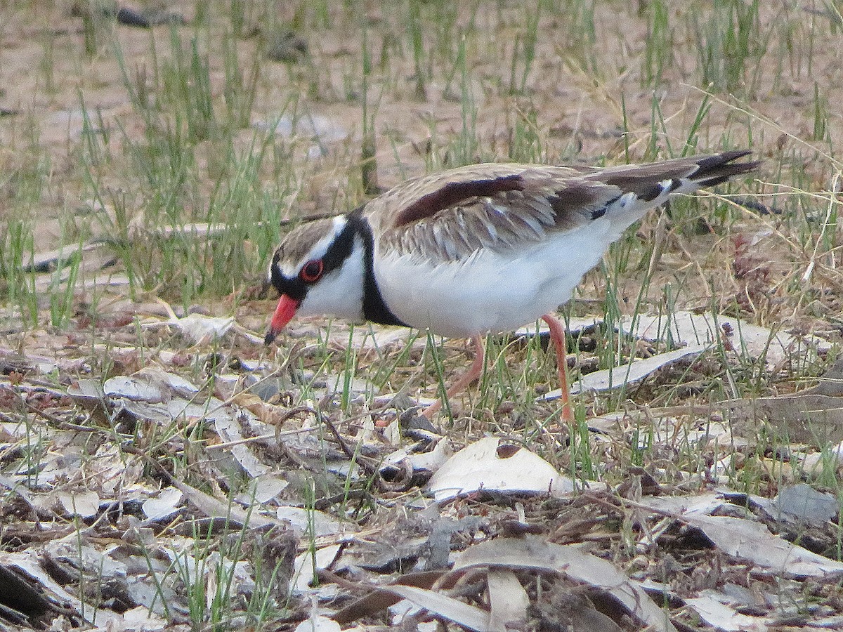 Black-fronted Dotterel - ML647666932