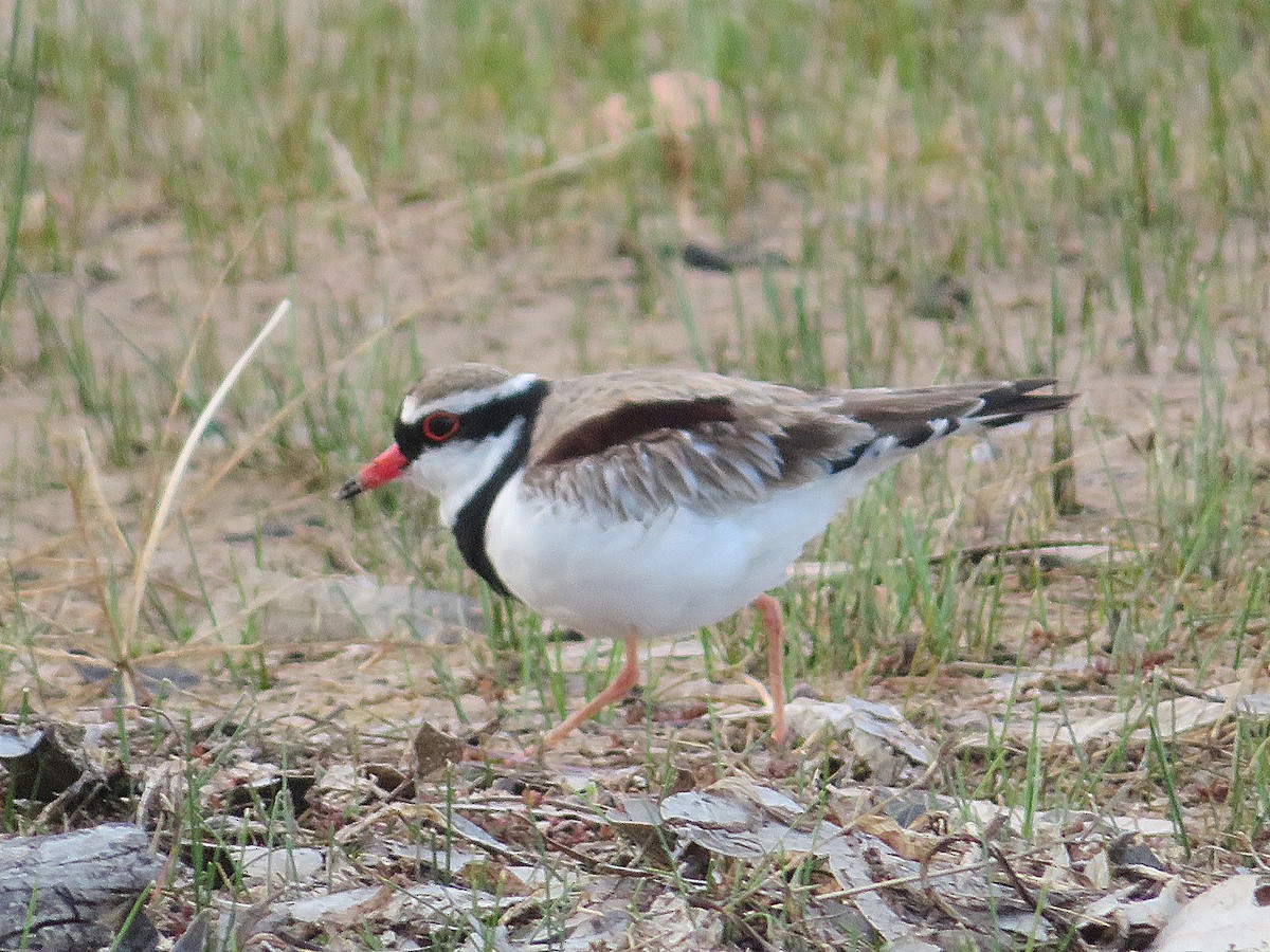 Black-fronted Dotterel - ML647666933