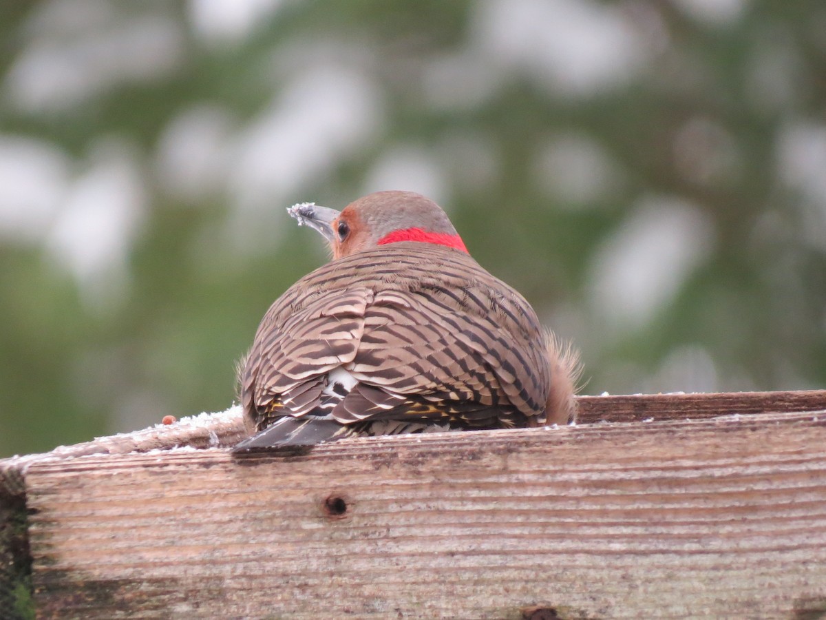 Altın Ağaçkakan (auratus/luteus) - ML647666938