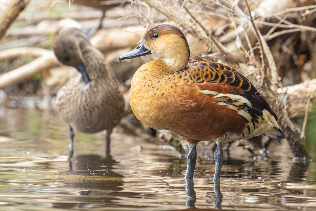 Wandering Whistling-Duck - ML647666940