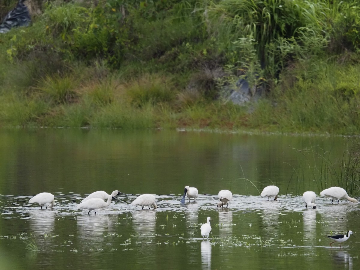 Косар королівський - ML647666942