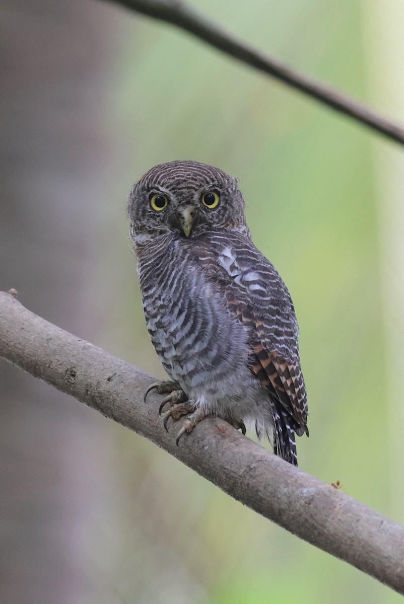 Lechuza Común Oriental - ML647666954