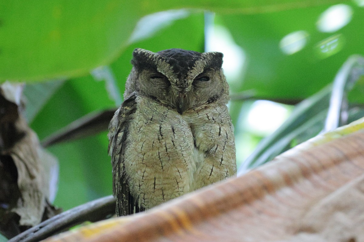 Lechuza Común Oriental - ML647666955