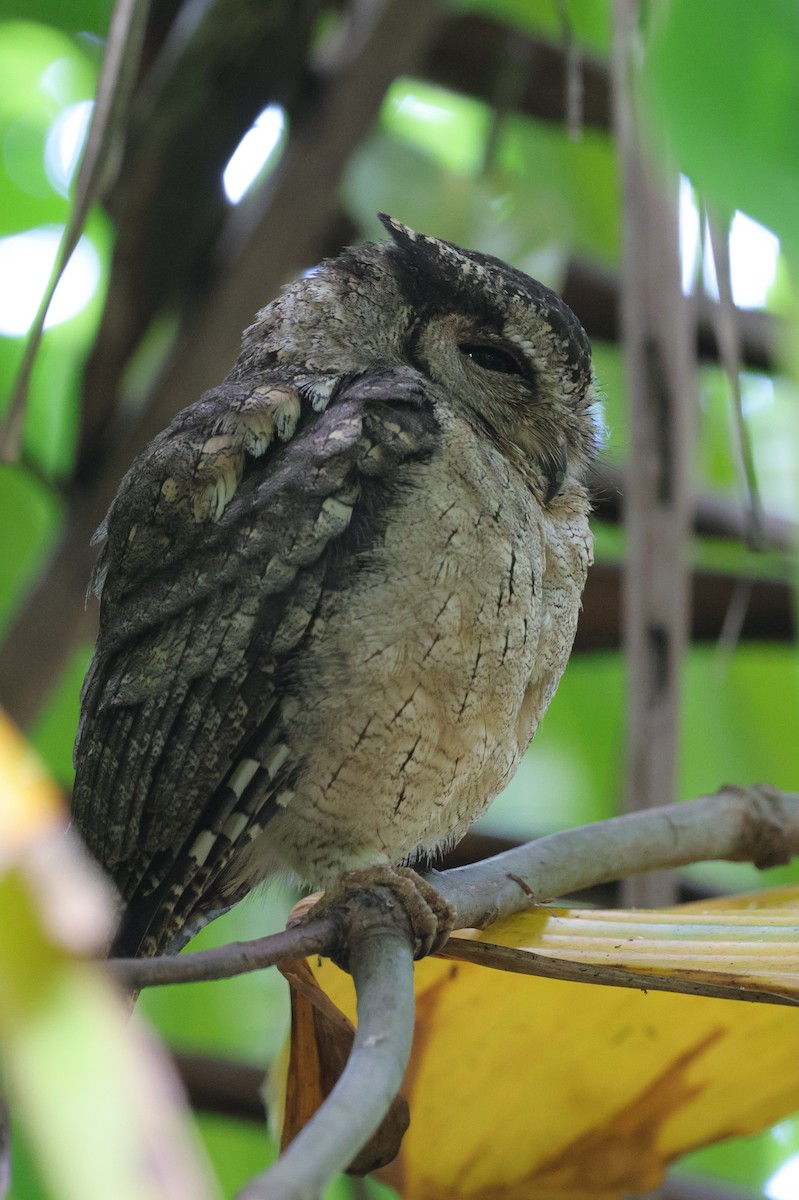 Lechuza Común Oriental - ML647666956