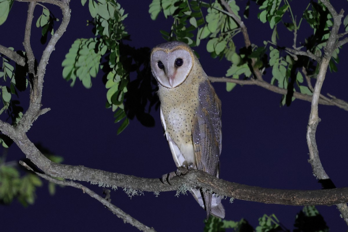 Lechuza Común Oriental - ML647666958