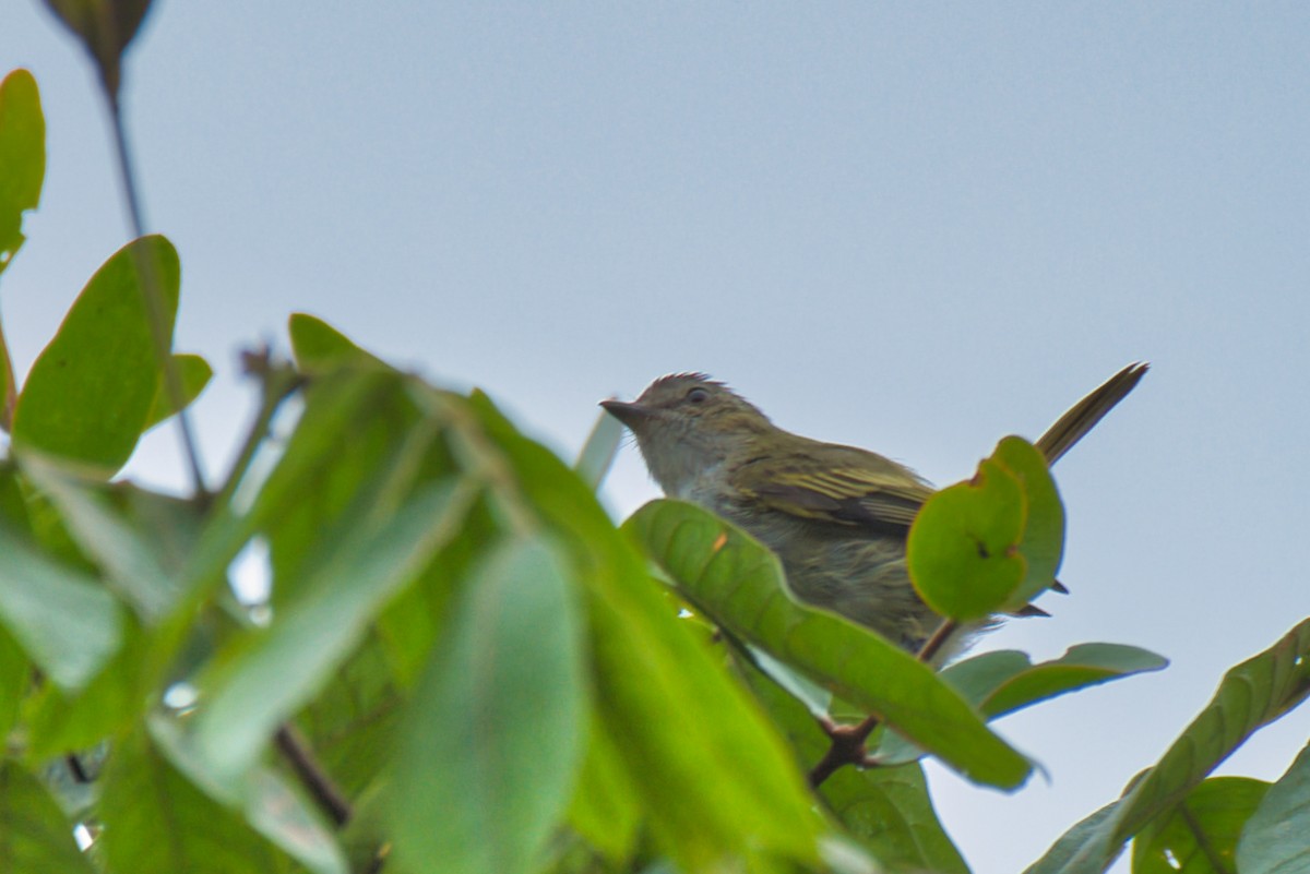 Picoplano Sulfuroso - ML647666961