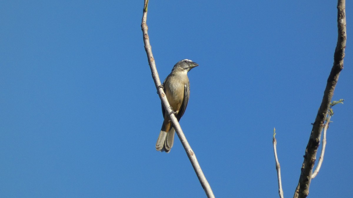 Pepitero Grisáceo Norteño - ML647666968