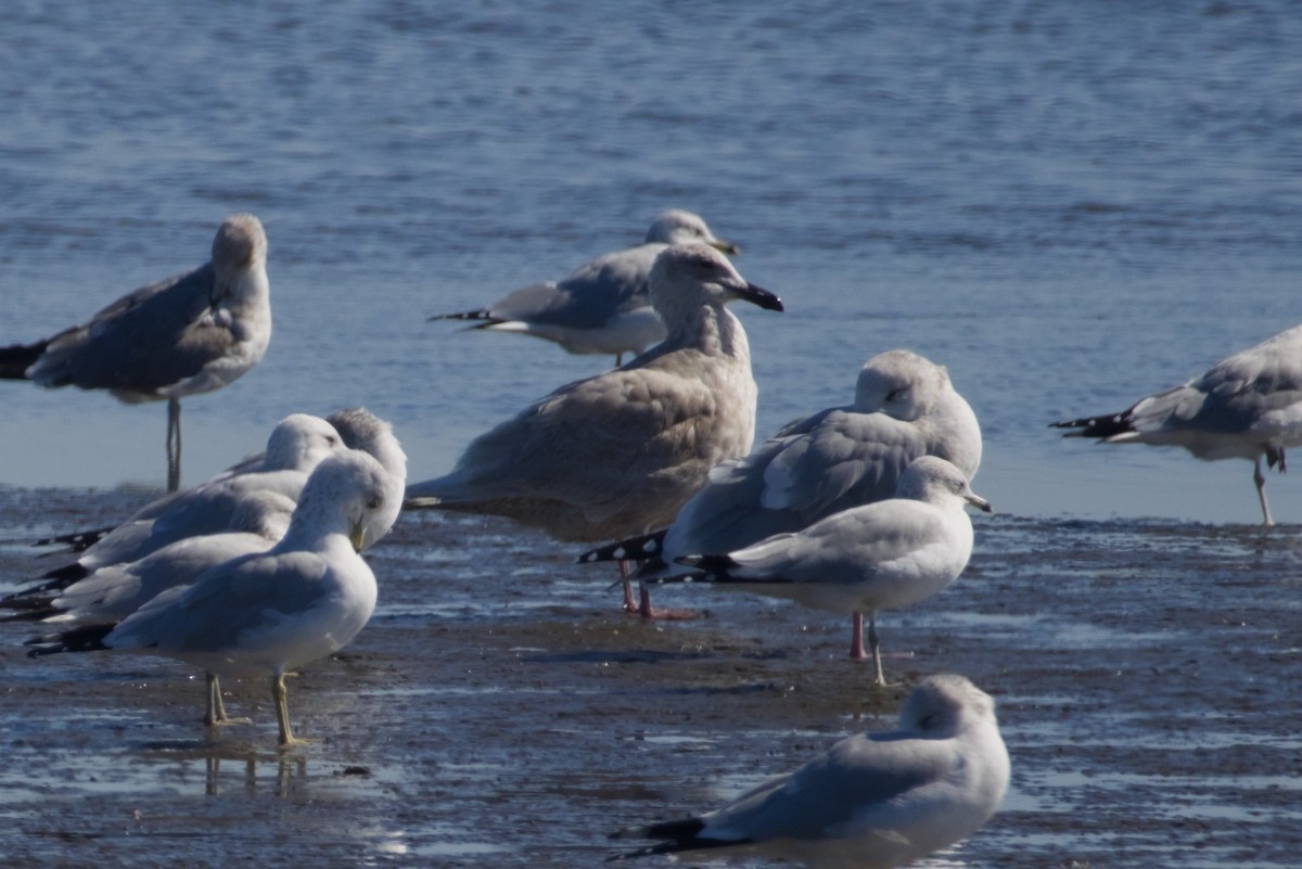 Gaviota de Bering - ML647666969