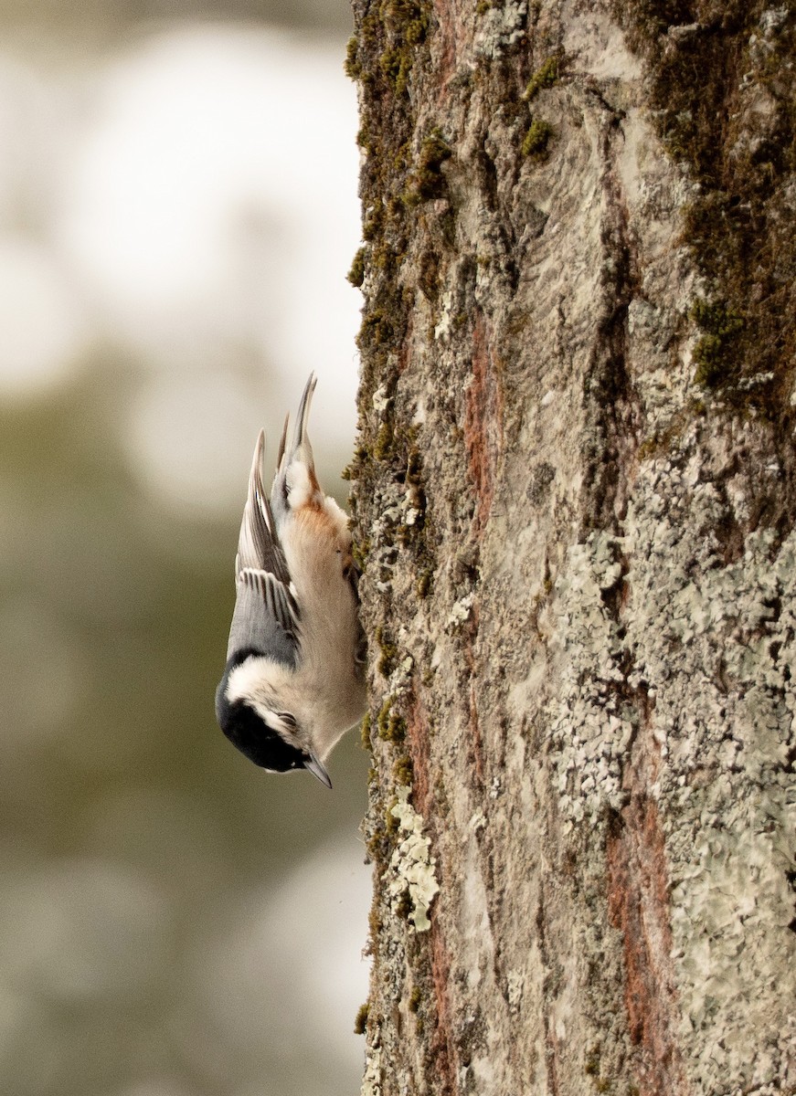Trepador Pechiblanco - ML647666970